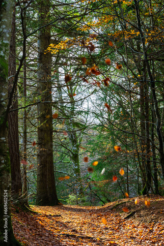 autumn in the forest with falling leaves
