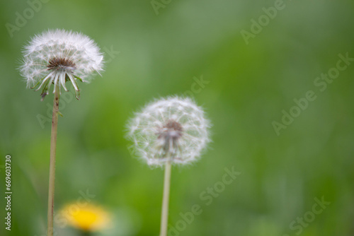 Blossoms in a meadow