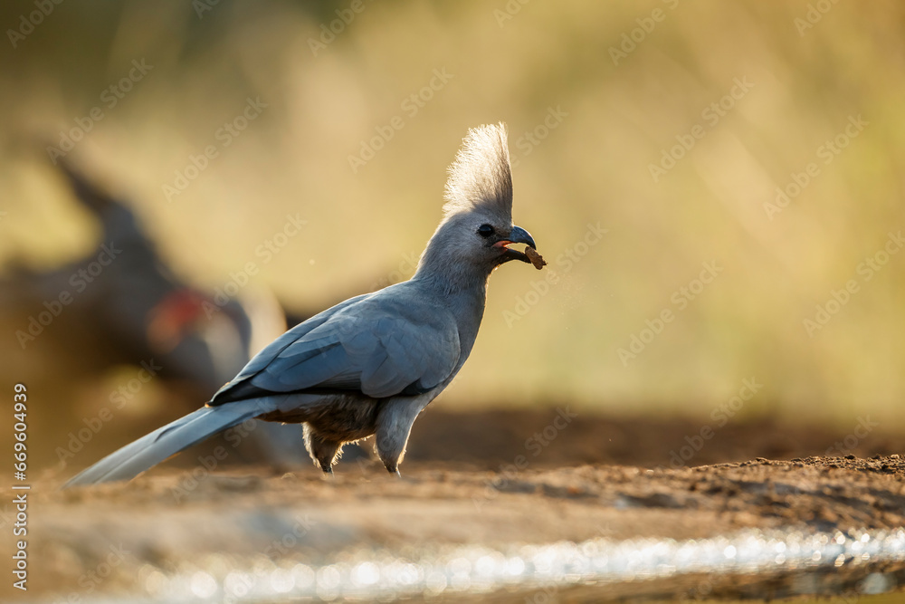 Fototapeta premium Grey go away bird standing in backlit at dawn in Kruger National park, South Africa ; Specie Corythaixoides concolor family of Musophagidae