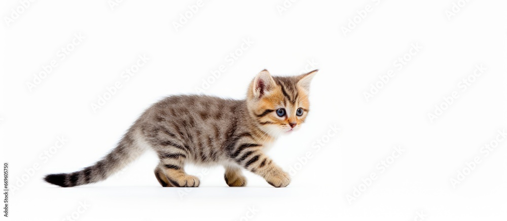 Bi color spotted Scottish Straight kitten standing on white ground