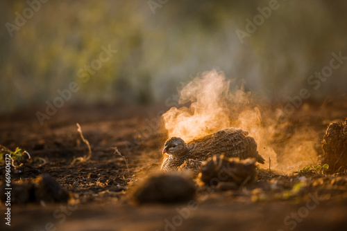 Natal francolin grooming in sand at dawn in Kruger National park, South Africa ; Specie Pternistis natalensis family of Phasianidae photo