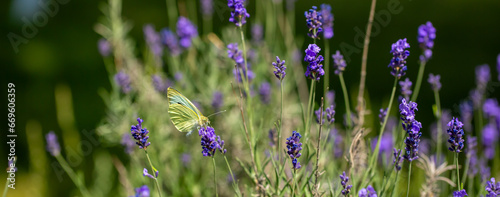 Butterflies on spring lavender flowers under sunlight. Beautiful landscape of nature with a panoramic view. Hi spring. long banner