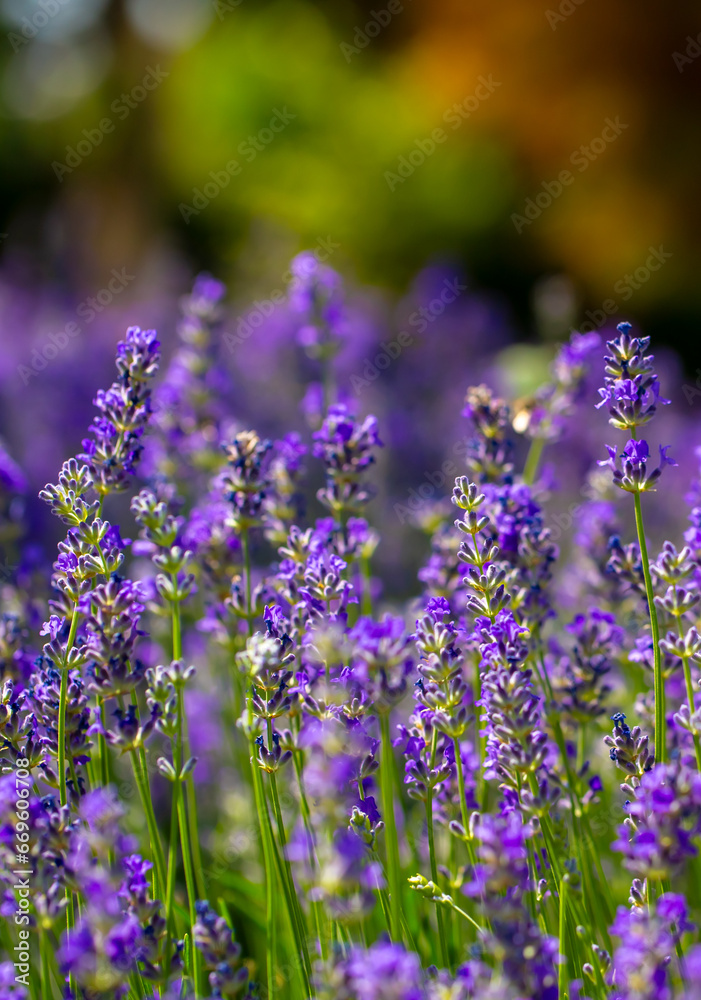 Naklejka premium Spring lavender flowers under sunlight. Lilac flowers close up. Beautiful landscape of nature with a panoramic view. Hi spring. long banner