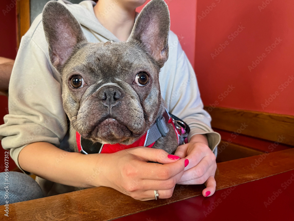 A French bulldog sits at a table, in the arms of a girl with a red manicure. 