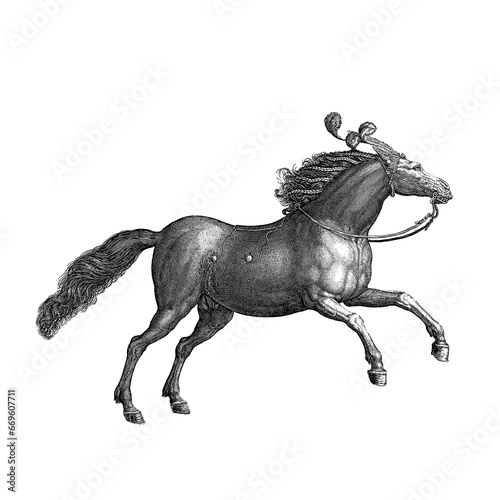 An illustration of a horse in a classic engraving style with black cross-hatching on a white background with a clipping path.
