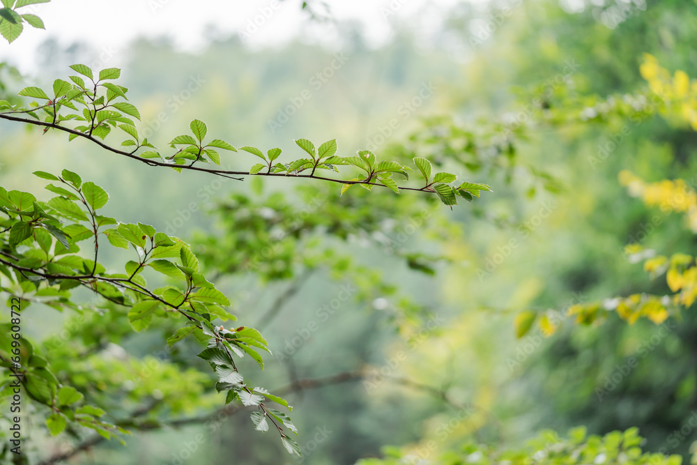 Concept nature view of green leaf on blurred greenery background in garden and sunlight with copy space using as background natural green plants landscape, ecology, fresh wallpaper. High quality photo Concept nature view of green leaf on blurred greenery background in garden and sunlight with copy space using as background natural green plants landscape, ecology, fresh wallpaper. High quality photo