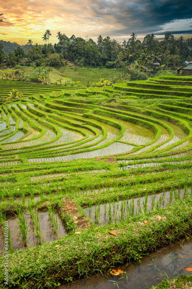 Rice terrace view in Blimbing and Pupuan. Beautiful rolling fields in the tropical forest of Bali. Green terraces with a view from the viewing point of the landscape in the evening.