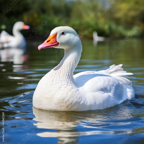 Beautiful white goose swimming.
