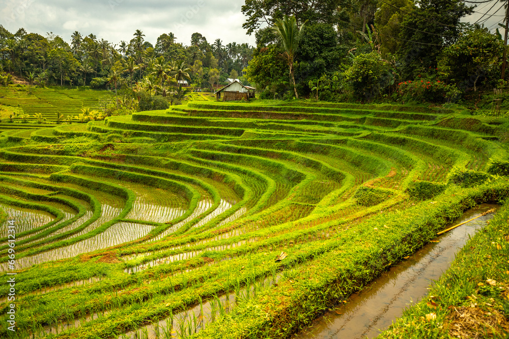 Rice terrace view in Blimbing and Pupuan. Beautiful rolling fields in the tropical forest of Bali. Green terraces with a view from the viewing point of the landscape in the evening.
