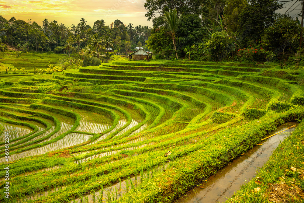 Rice terrace view in Blimbing and Pupuan. Beautiful rolling fields in the tropical forest of Bali. Green terraces with a view from the viewing point of the landscape in the evening.