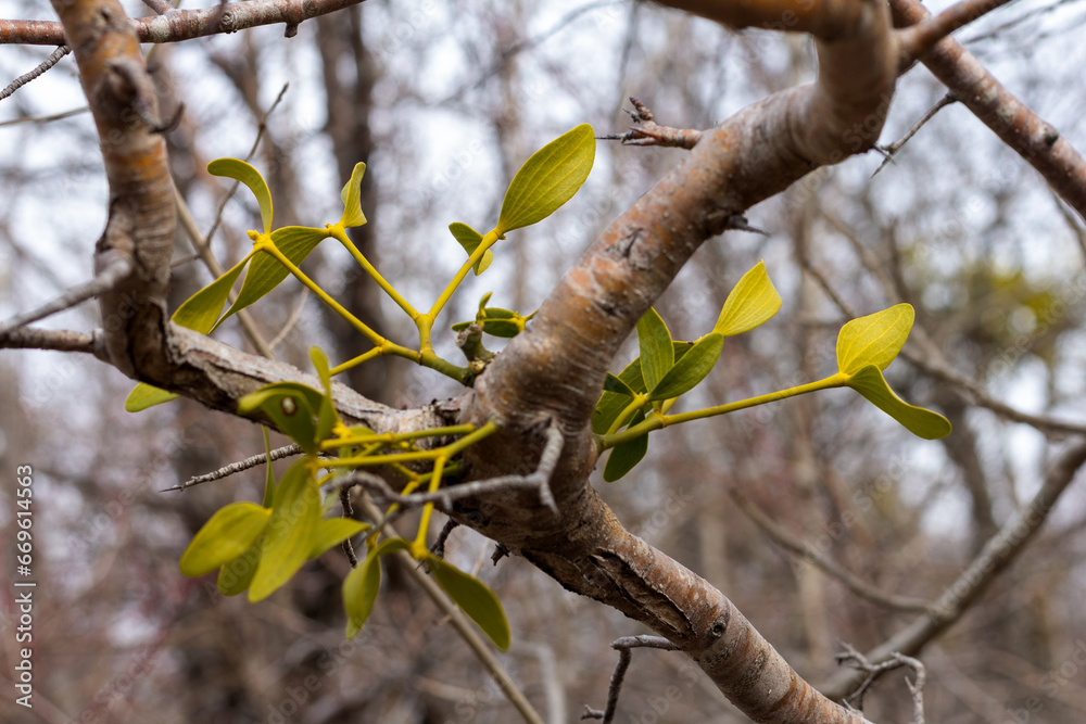 Lichens and moss-like varieties on tree branches in winter. Lichens and moss-like varieties on tree branches in winter.