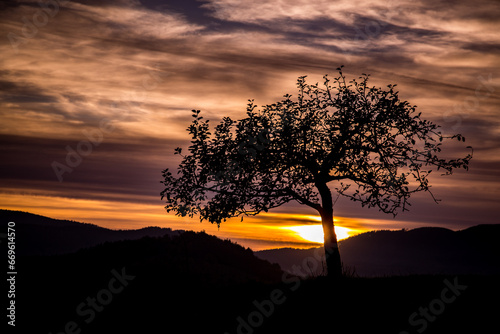 silhouette of tree in sunset