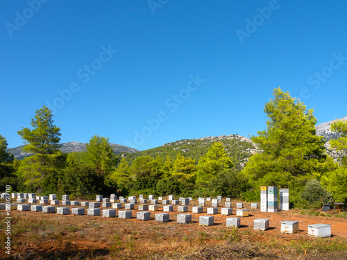 Eco friendly apiary in a pine forest on the island Evia in Greece