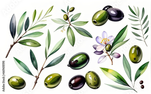 Olives with leaves and flowers. Done in watercolor. White background. AI