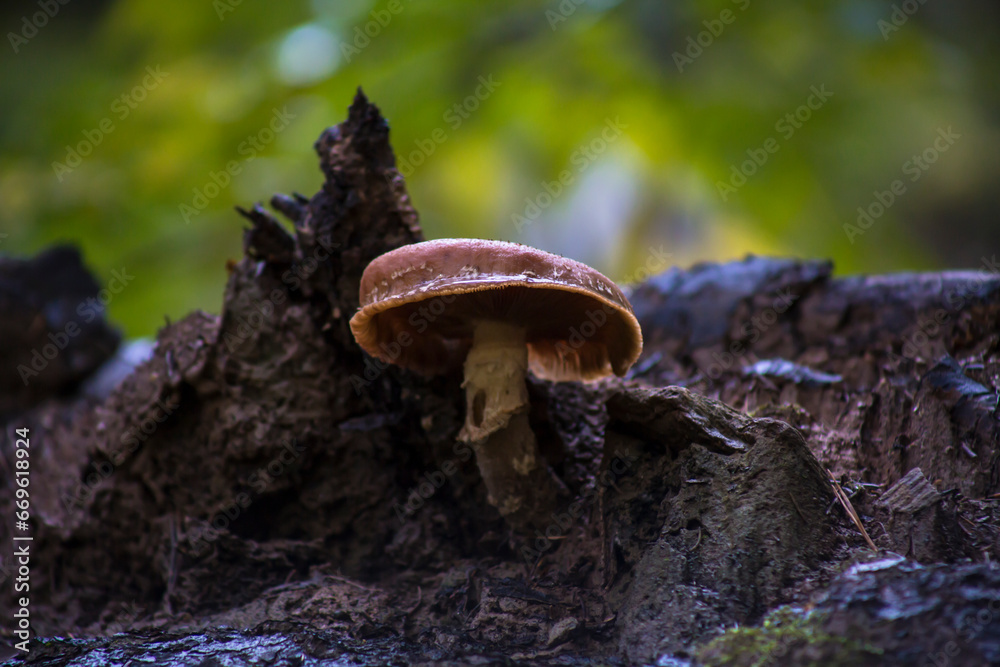 Fototapeta premium Poisonous mushroom in the forest