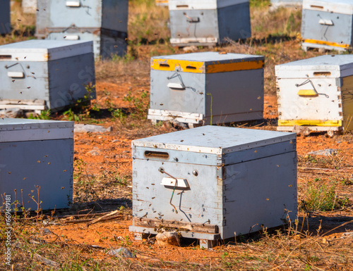 Eco friendly apiary in a pine forest on the island Evia in Greece © Alika