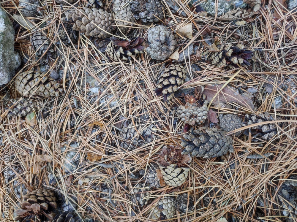 Autumn cones and needles on the ground, closeup Autumn cones and needles on the ground, closeup