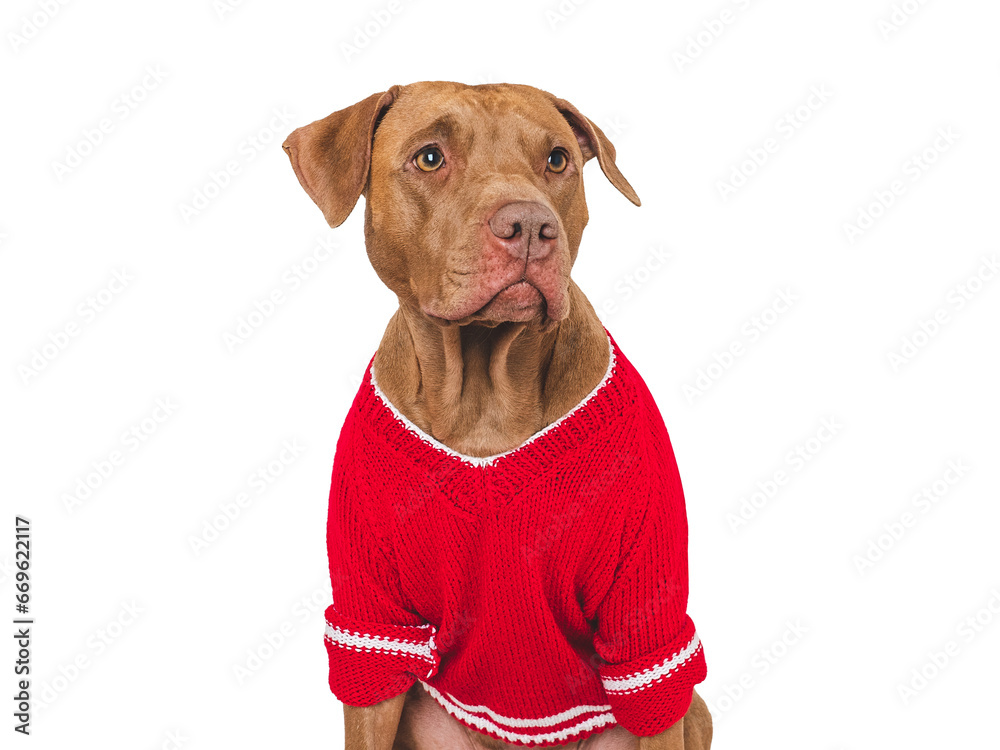 Cute brown dog and red knitted sweater. Isolated background. Close-up, indoors. Studio shot. Day light. Beauty and fashion. Concept of care, education, training and raising pets
