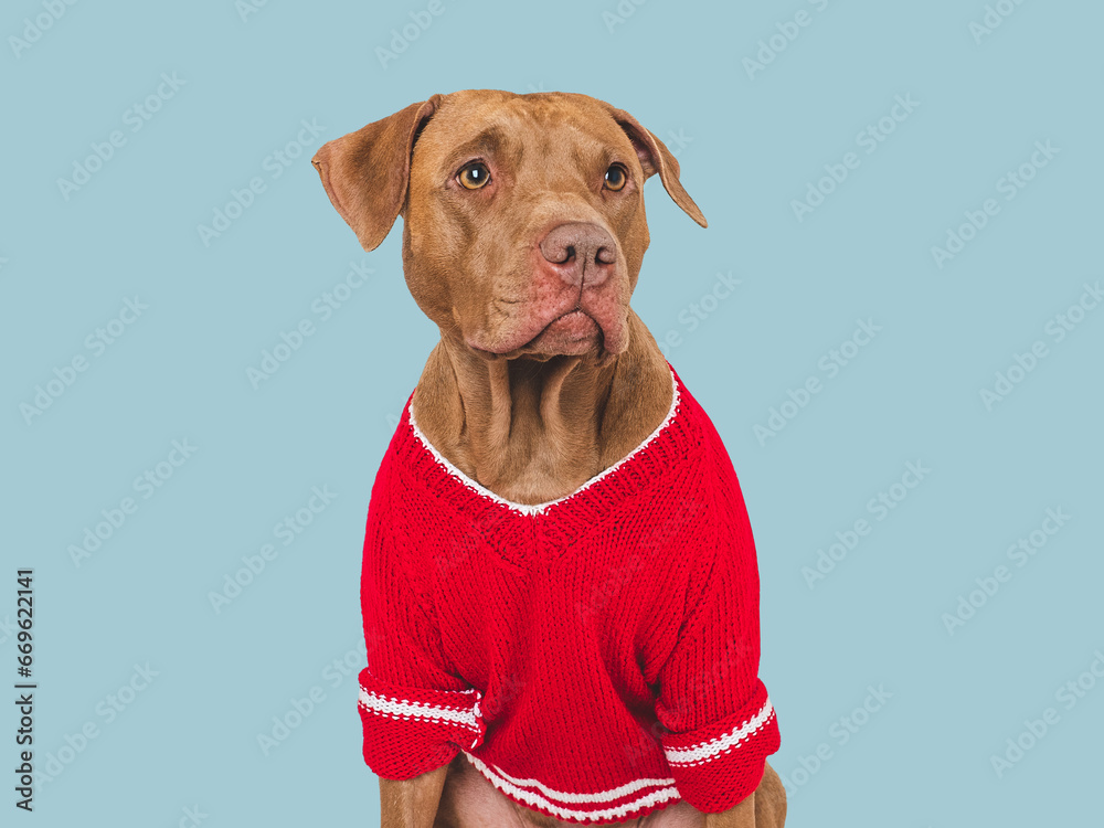 Cute brown dog and red knitted sweater. Isolated background. Close-up, indoors. Studio shot. Day light. Beauty and fashion. Concept of care, education, training and raising pets