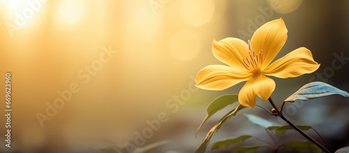 Gorgeous yellow flower at sunrise in summer