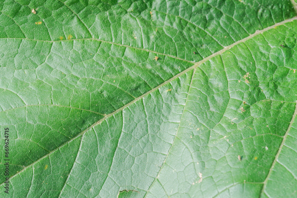 Obraz premium Extreme close up background texture of backlit green leaf veins. High quality photo