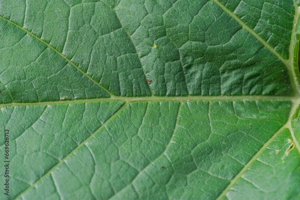 Extreme close up background texture of backlit green leaf veins. High quality photo Extreme close up background texture of backlit green leaf veins. High quality photo