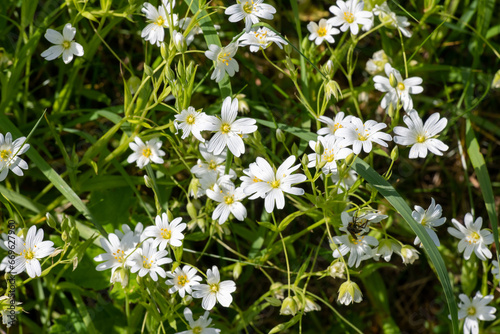 Greater stitchwort (rabelera holostea) flowers in bloom