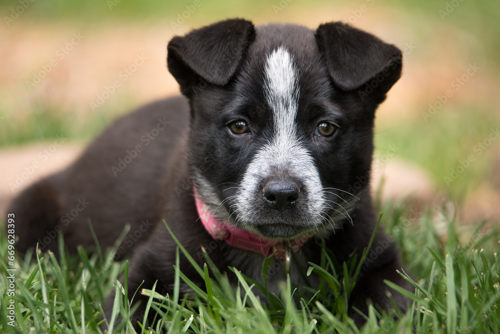 black and white puppy of an Australian Cattle Dog