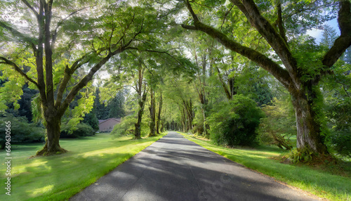 A Beautiful Road Through Lush Greenery