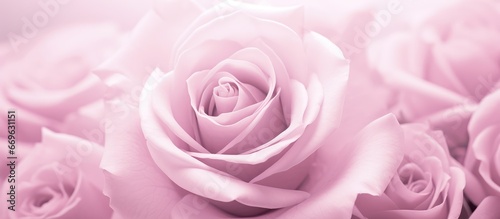 Close up of a black and white background with a soft focus on a pink rose