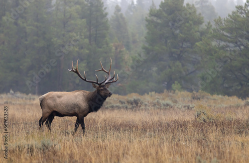 Buil Elk in the Rut in Wyoming in Autumn
