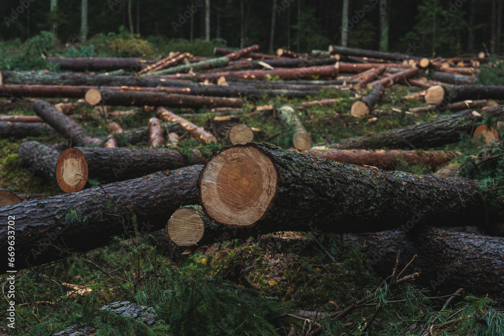 Cut down pine trees. Landscape of cut down trees in the forest Stock ...