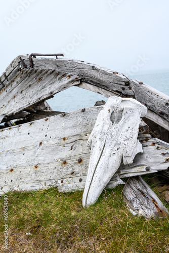 Closeup of wreck of old wooden whaling boat with beluga whale skull, at historic whaling station Bamsebu, arctic expedition tourism around Svalbard
 photo