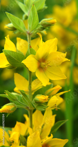 Yellow lysimachia flowers bloom in nature photo