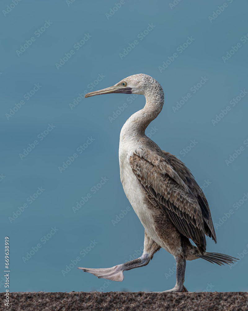 Obraz premium The Socotra cormorant is a threatened species of cormorant that is endemic to the Persian Gulf and the south-east coast of the Arabian Peninsula