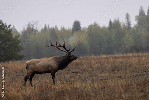 Buil Elk in the Rut in Wyoming in Autumn