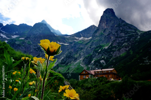Vibrant yellow flowers amidst rocky mountains High Tatras, with mountain hut Chata pri Zelenom plese in the background - Slovakia, Europe