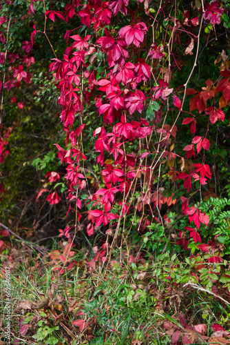 Hanging red Virginia creeper vine getting deciduous in autumn.