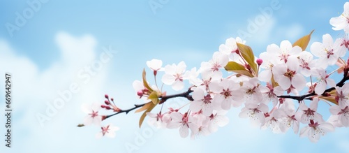 Spring flowers over a blue sky background