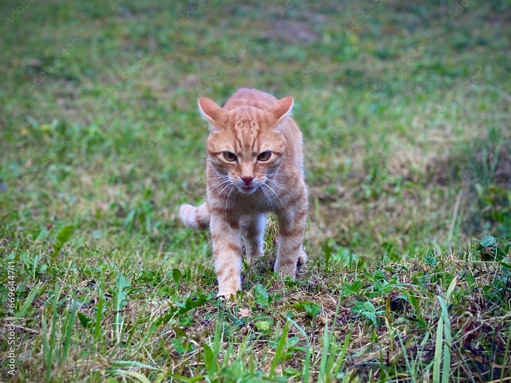 Fototapeta premium Katze
