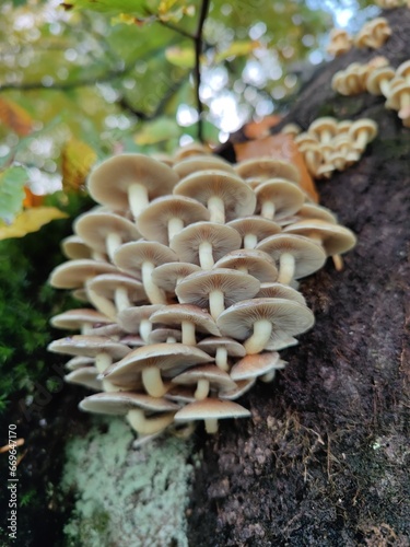 Gruppe Stubbenpilze