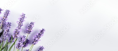 Lavender blossoms