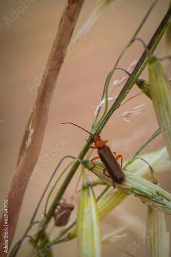 Podabrus pruinosus. Beetle in its natural environment. photo