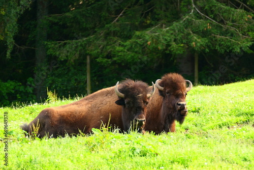 Bisons im Wildpark photo