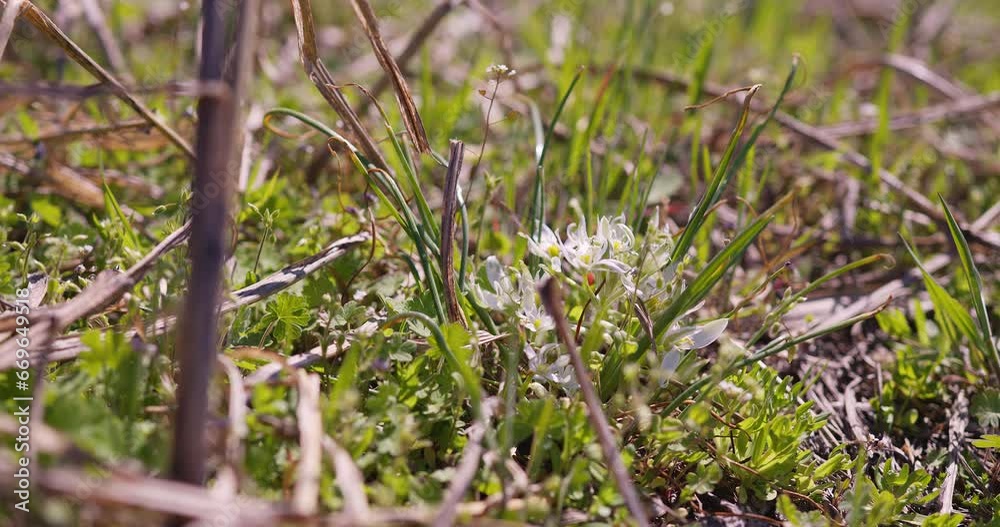 Wilderness Jewel: Garden Star of Bethlehem in Natural Splendor Wilderness Jewel: Garden Star of Bethlehem in Natural Splendor
