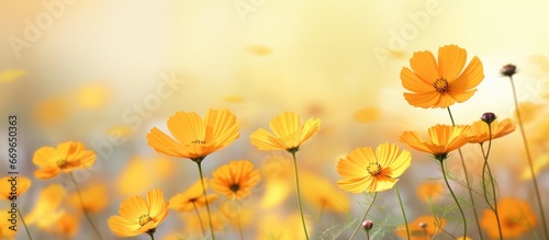 Various types of Cosmos flowers with beautiful backgrounds