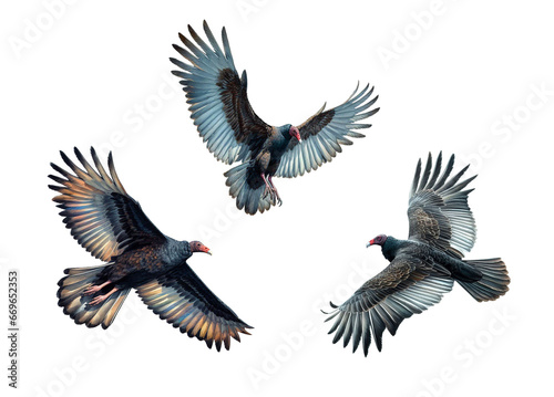 A set of male and female Turkey Vultures flying on a transparent background
