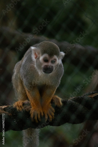 Common squirrel monkey sitting on a rope