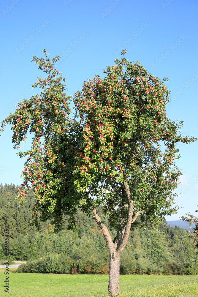 Apfelbaum mit roten, reifen Früchten, Bayern, Deutschland Apfelbaum mit roten, reifen Früchten, Bayern, Deutschland