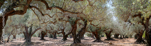Alte Olivenbäume, Olivenplantage, Insel Kreta, Griechenland, Europa, Panorama photo